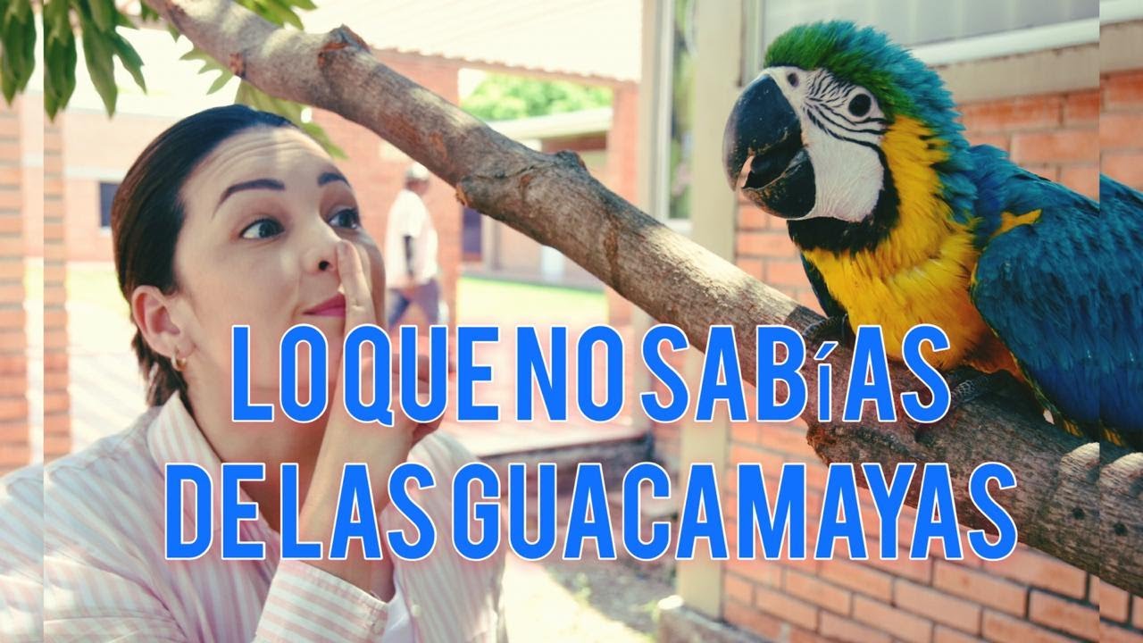 LO QUE NO SABÍAS DE LAS GUACAMAYAS
