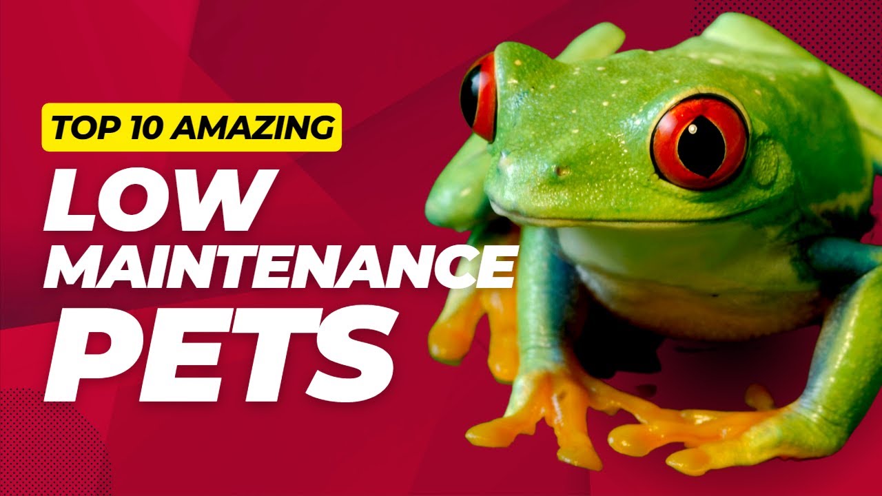 Top 10 Cool Low Maintenance Pets for the Classroom