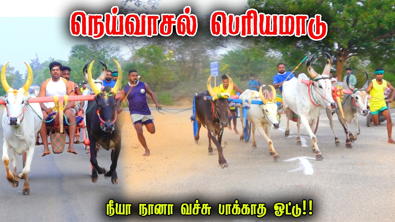 நெய்வாசல் பெரியமாடு பந்தயம் 18-02-2026|Periyamadu  Race
