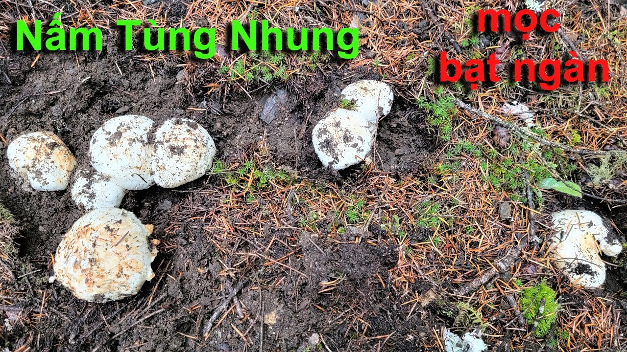 Vào rừng tìm nấm TÙNG NHUNG, nấm quý mọc bạt ngàn ở Canada 🇨🇦1019》  Matsutake 松茸 송이