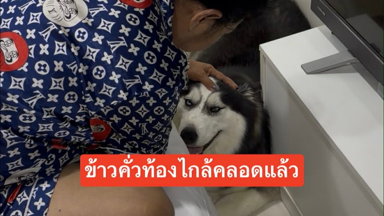 ข้าวคั่วมีลูกไกล้คลอดแล้วเตรียมตัวเป็นคุณแม่มือใหม่