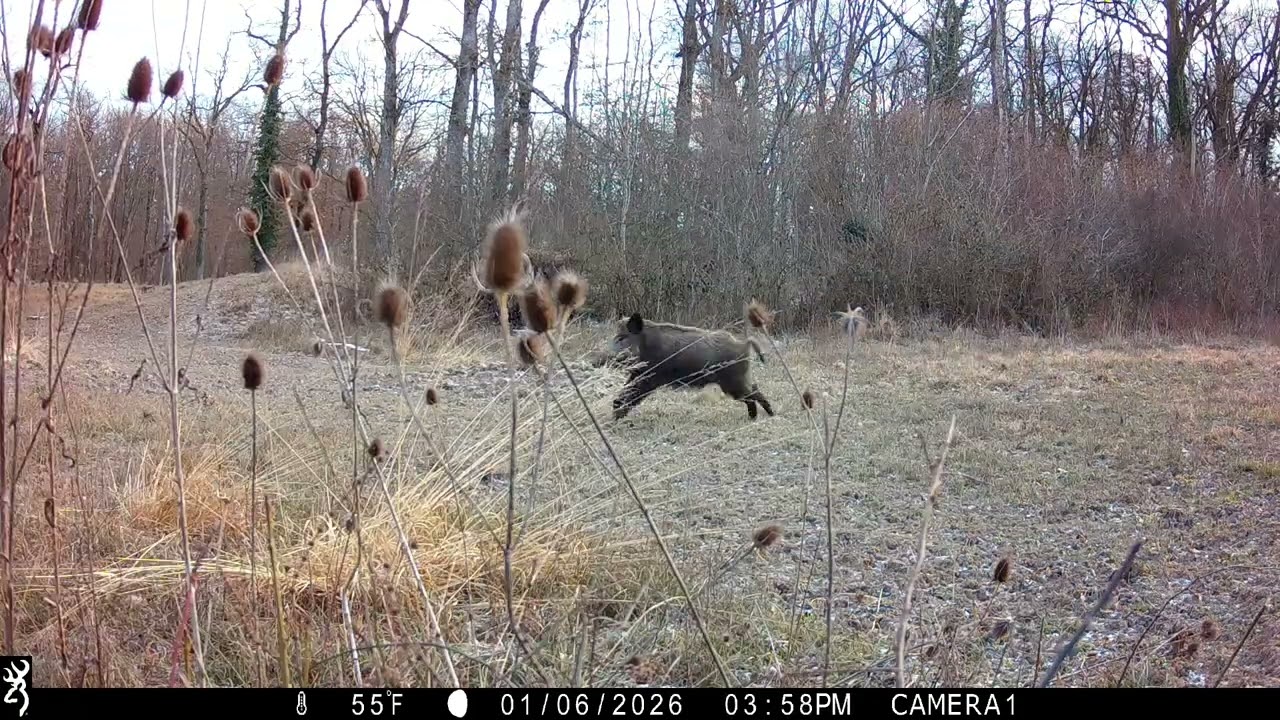 Une semaine d'animaux en Suisse
