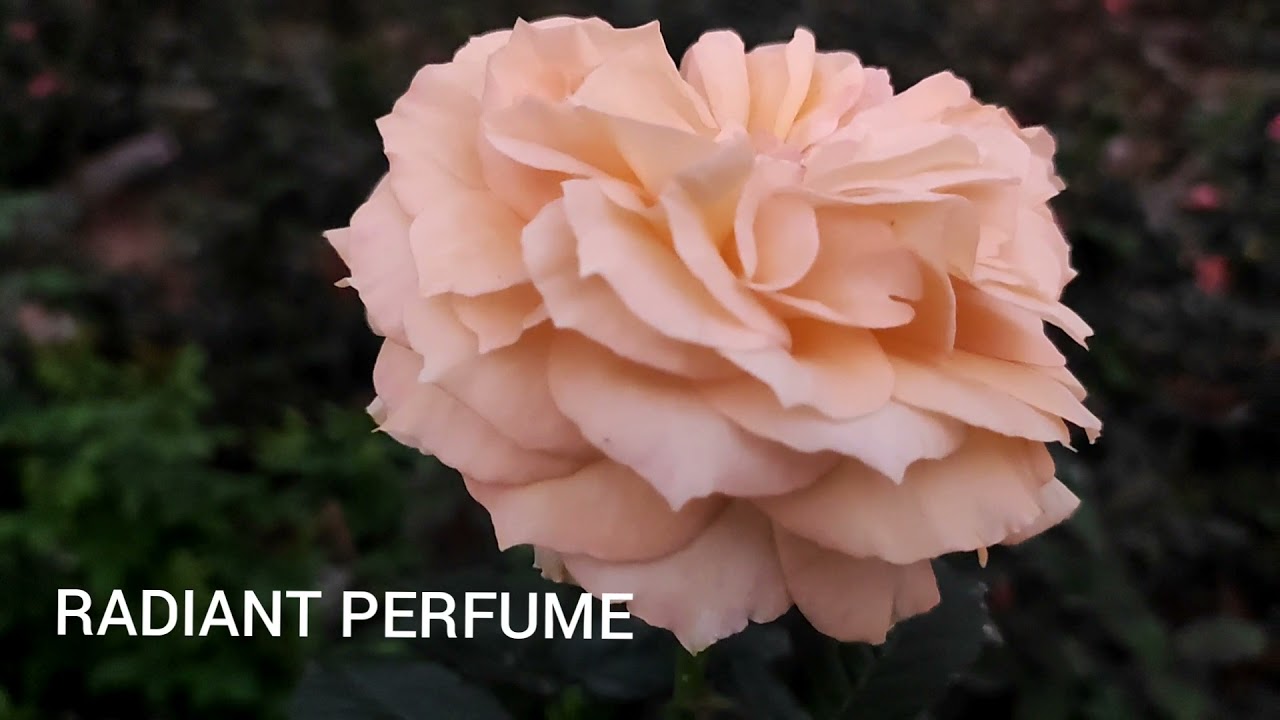 ABOUT ROSE 🌹🌹🌹🌹part 3