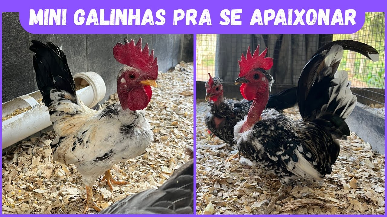 Você precisa conhecer essas mini galinhas | Coração Campeiro