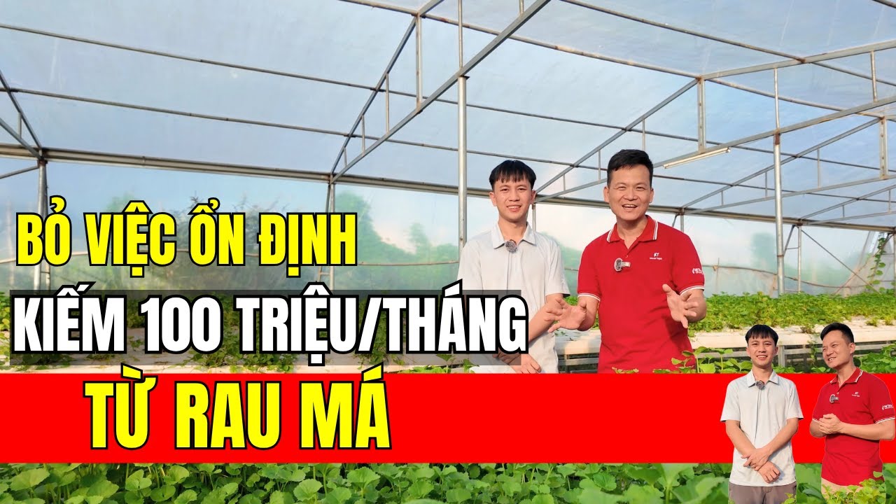 Từng là công chức, 9X bỏ công việc ổn định để TRỒNG RAU MÁ THUỶ CANH - kiếm 100 TRIỆU/THÁNG!