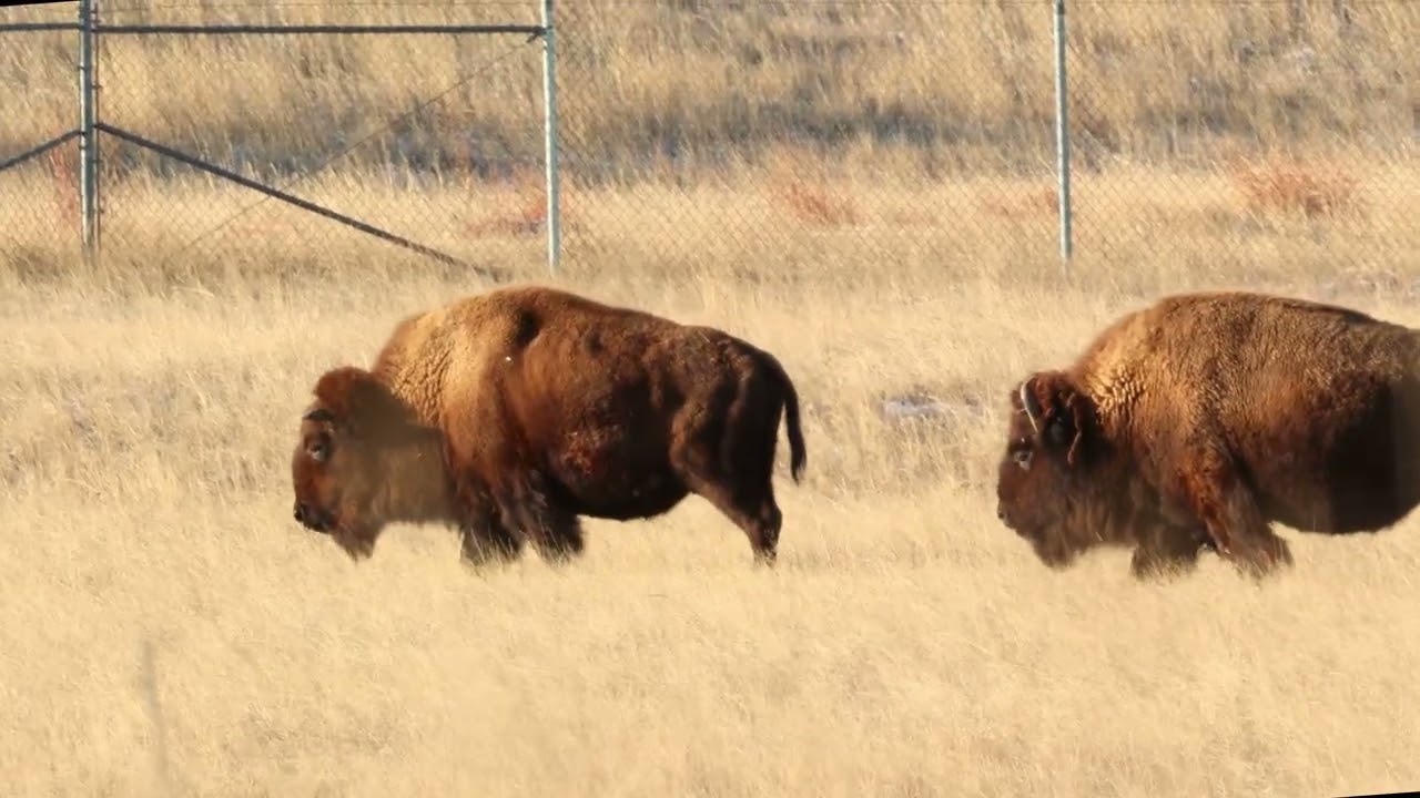 Rocky Mountain Arsenal