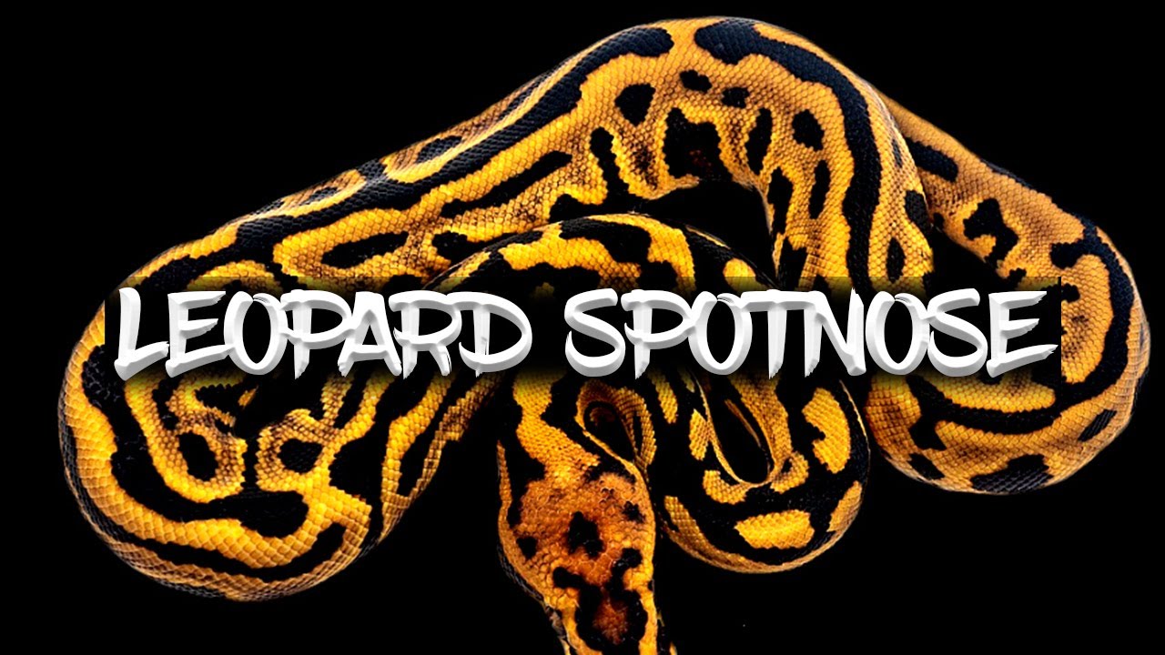 The 'Leopard Spotnose' Ball Python