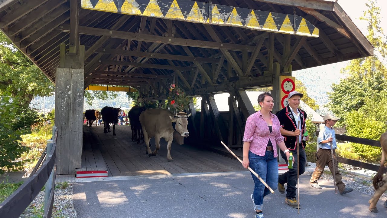 Alpabzug Wilderswil-Matten-Bönigen über die Aenderbergbrücke 2021
