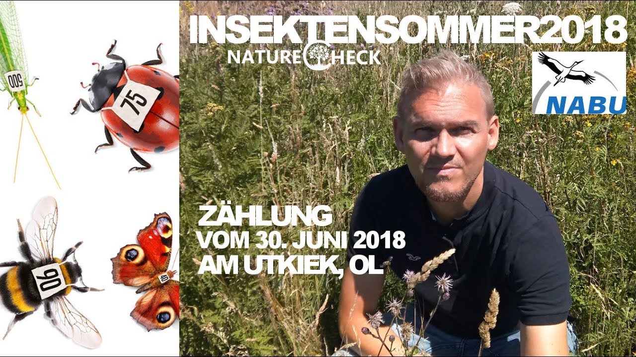 Insekten Sommer - Eine Stunde am Oldenburger Utkiek