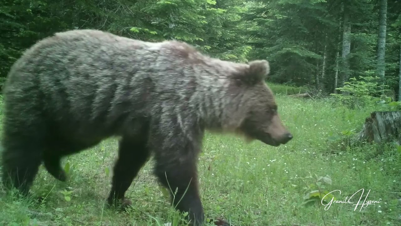 Rugova Wild /  Rugova Mountain in Kosova