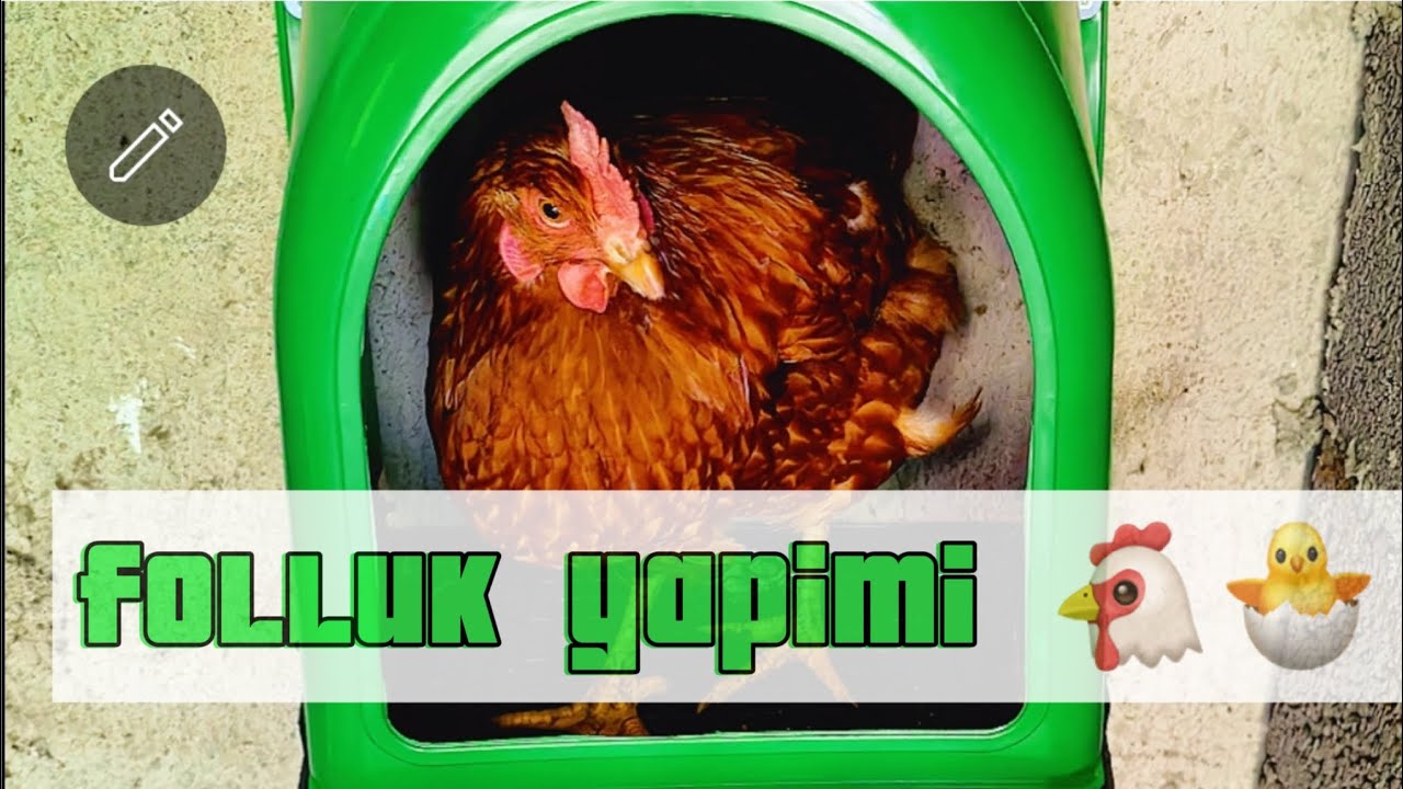 YENİ FOLUK YAPIM AŞAMASI                                #Akıllı folluk #chicken #lohmann