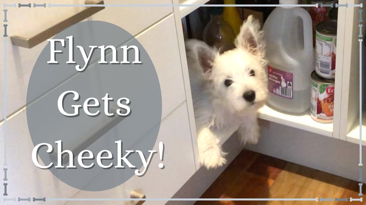 Westie Puppy Gets Into Mischief!