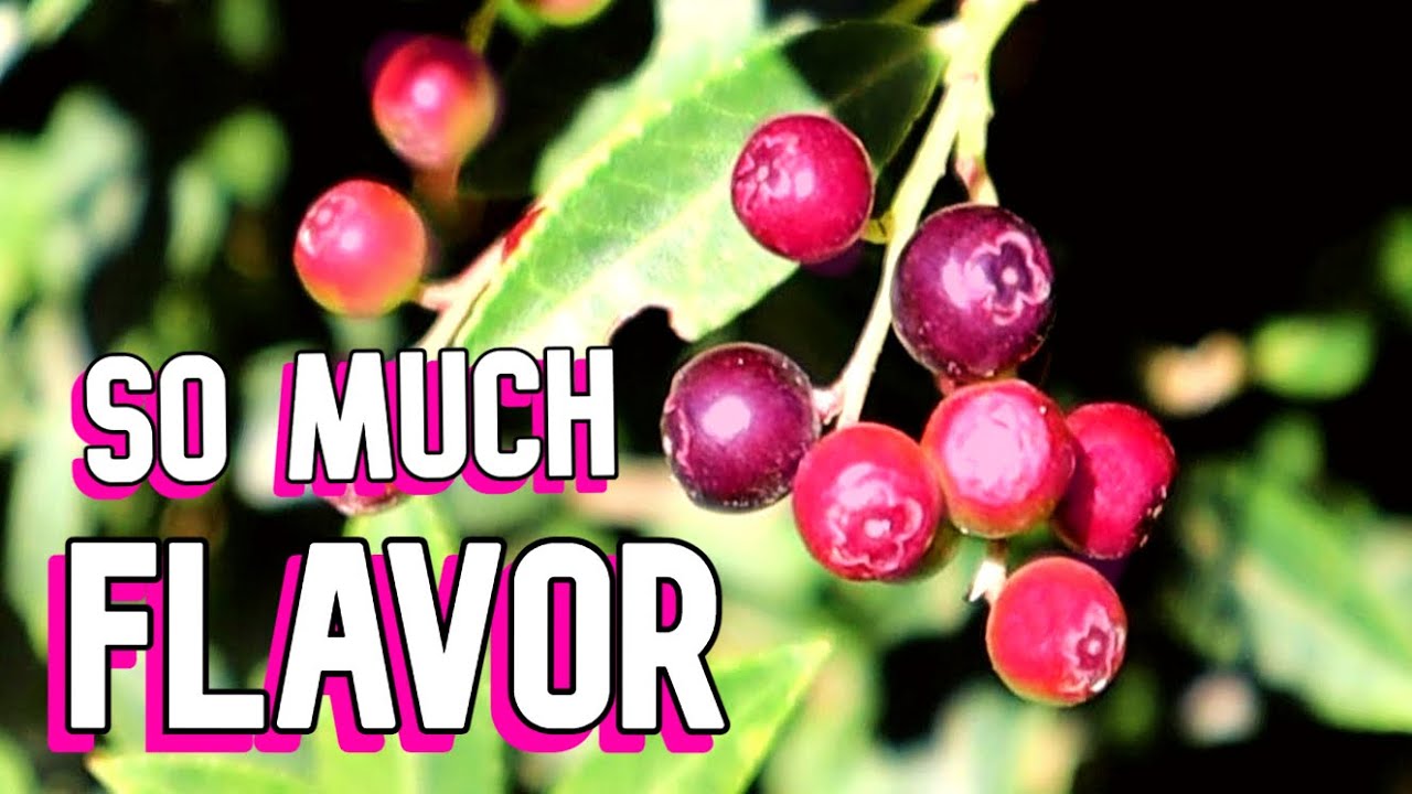 Rare Costa Rican BLUEBERRIES (Vaccinium consanguineum) - Weird Fruit Explorer