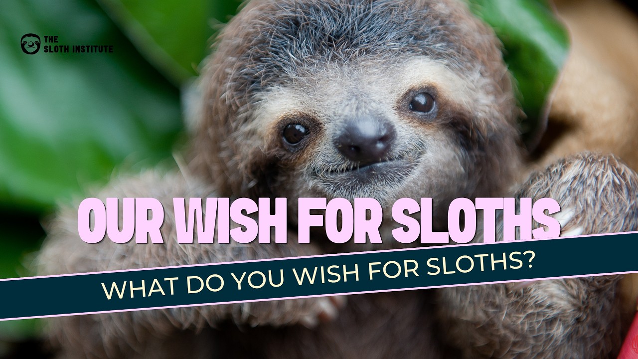 What do you WiSH for sloths?