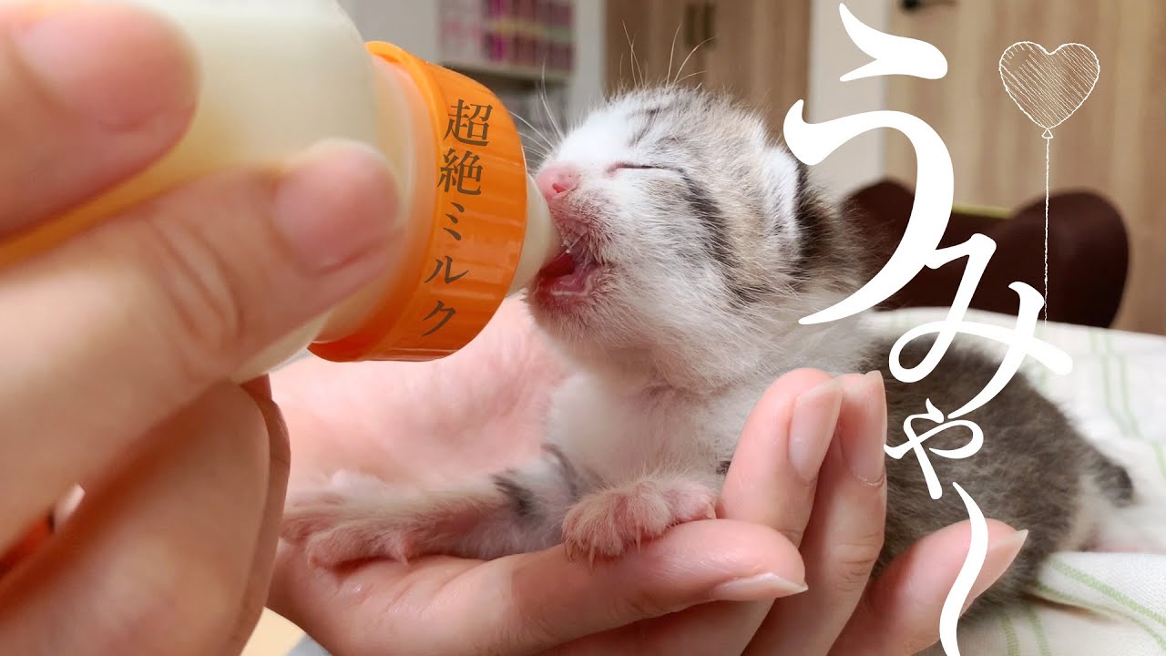 〈子猫ミルクを飲む〉子猫の目が開いてきました。おしっこまだできんからトントンしたー★3日目〈保護猫〉～Kitten growth record～