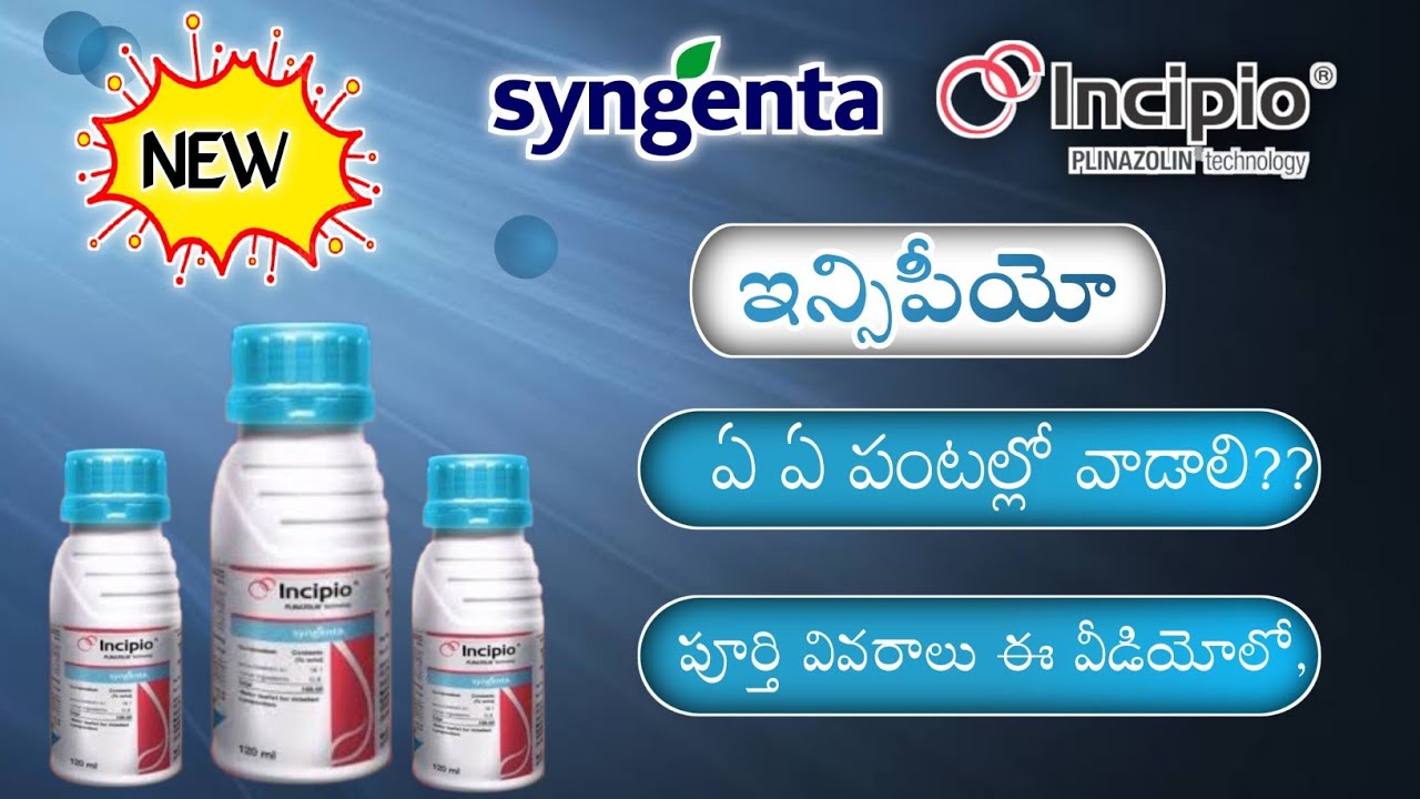 New Syngenta Incipio Insecticide || సింజెంట కొత్త ఇన్సిపీయో పురుగు మందు || Mana Kisan (మన రైతు)