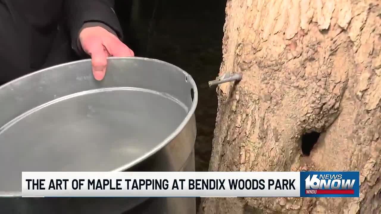 Maple syrup season underway at Bendix Woods County Park