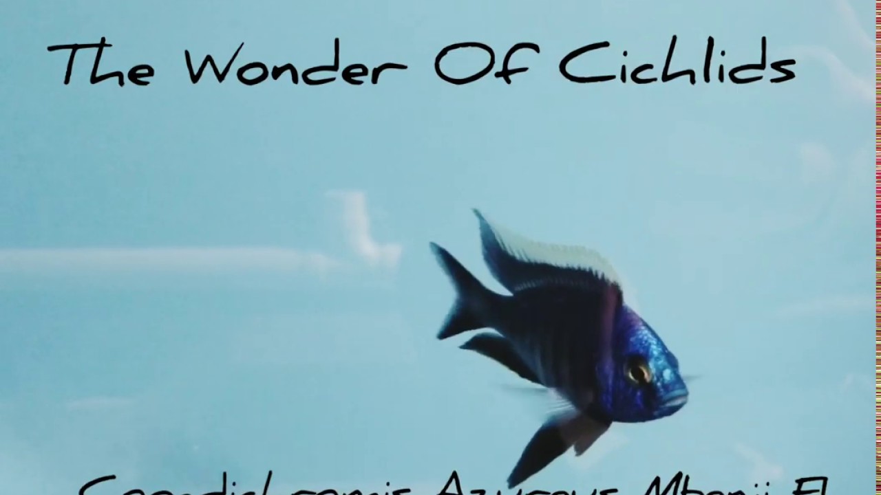 Copadichromis Azureus Mbenji F1 Stunning Male from 
