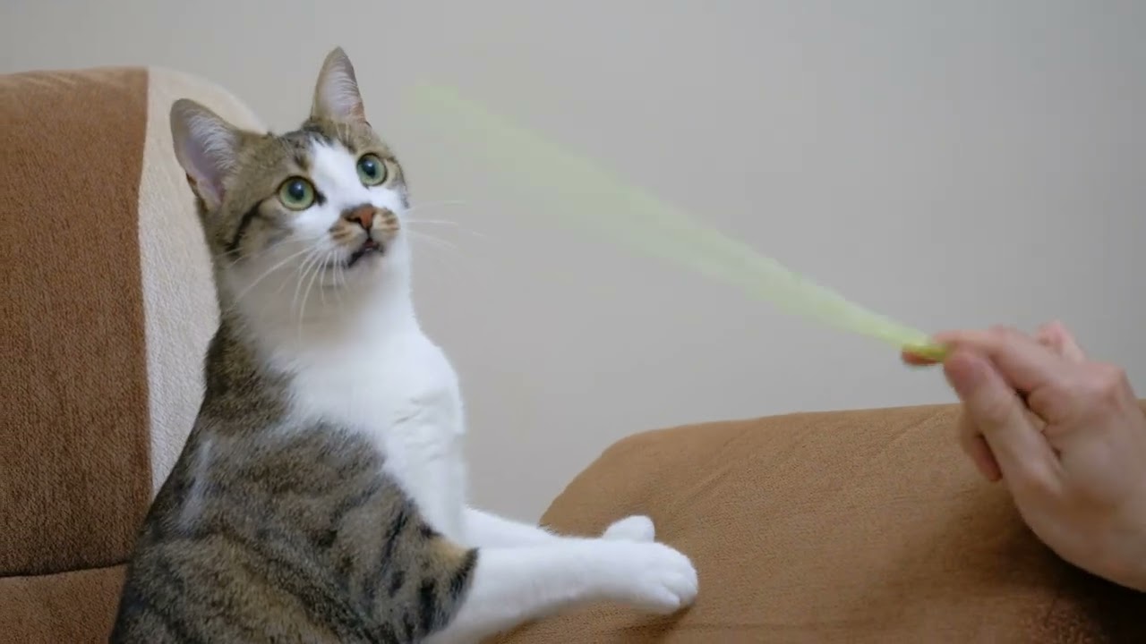 how  to funnest cat 2022