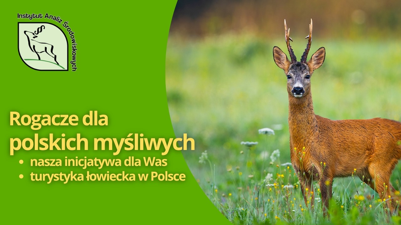Deer for Polish hunters, or hunting tourism thanks to the Institute of Forest and Animal Sciences