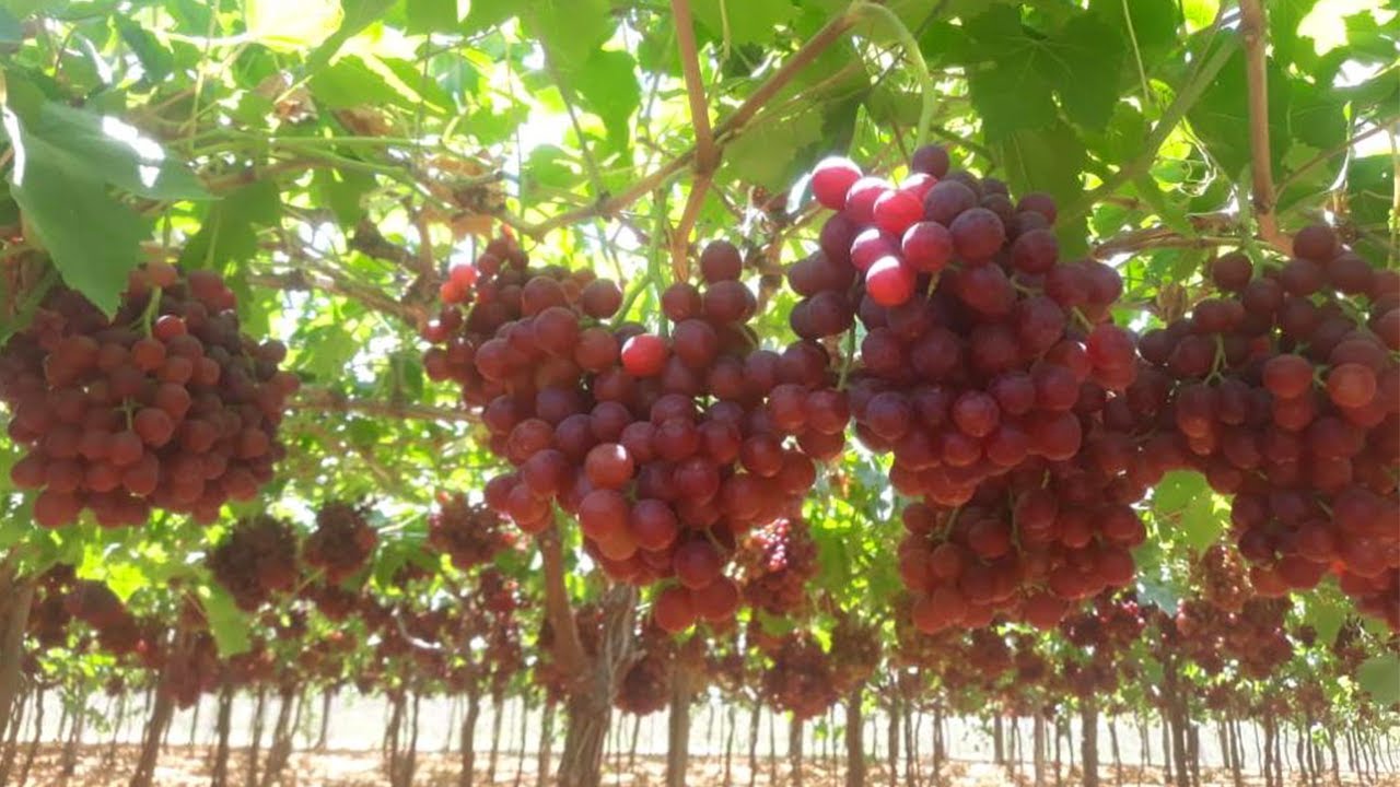 ازاي تاخد لون كويس و محصول عالي في نفس الوقت