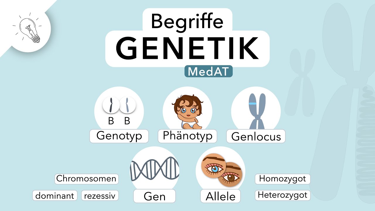 Genetik: Begriffe einfach erkl&auml;rt | MedAT | Biologie