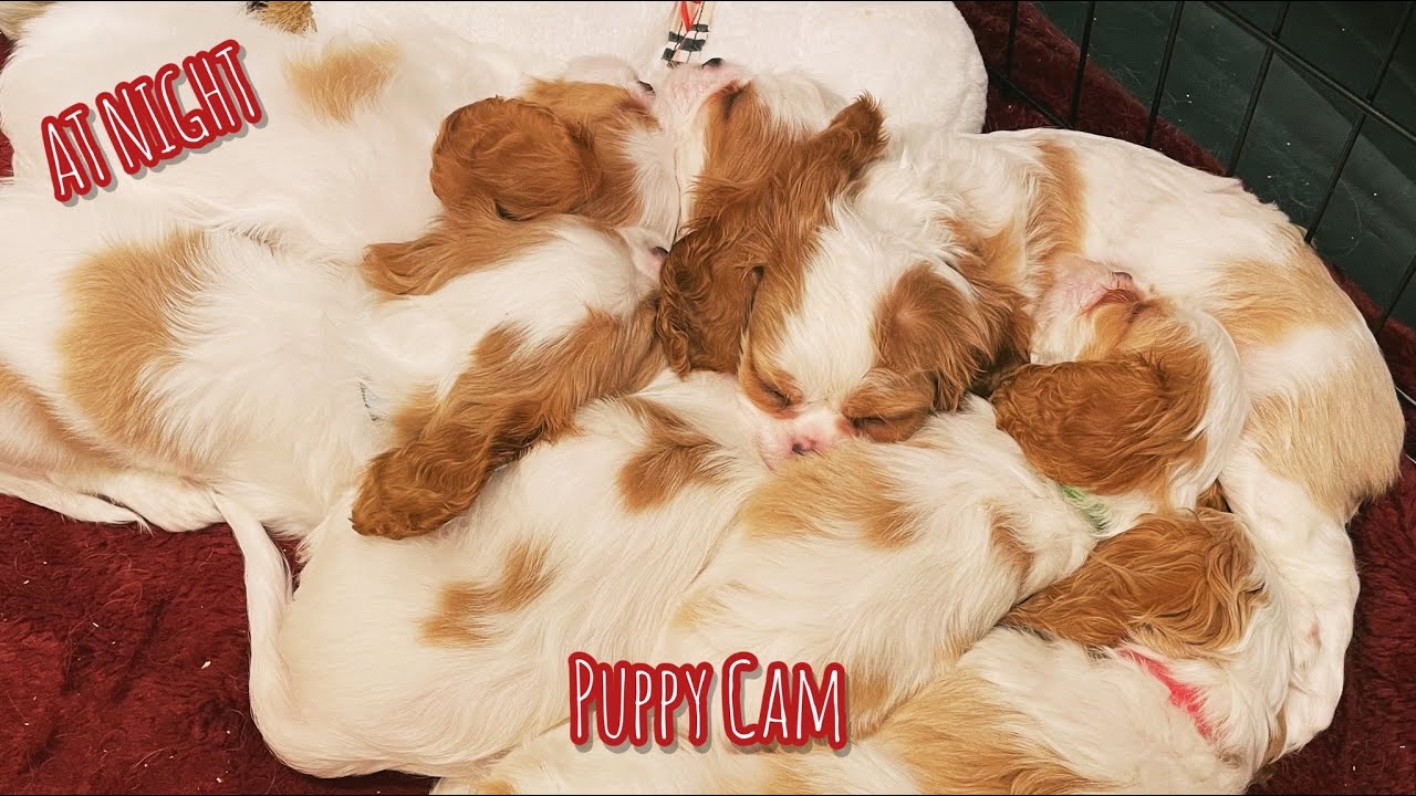 Sweet Blenheim Cavalier Puppy Overnight Livestream