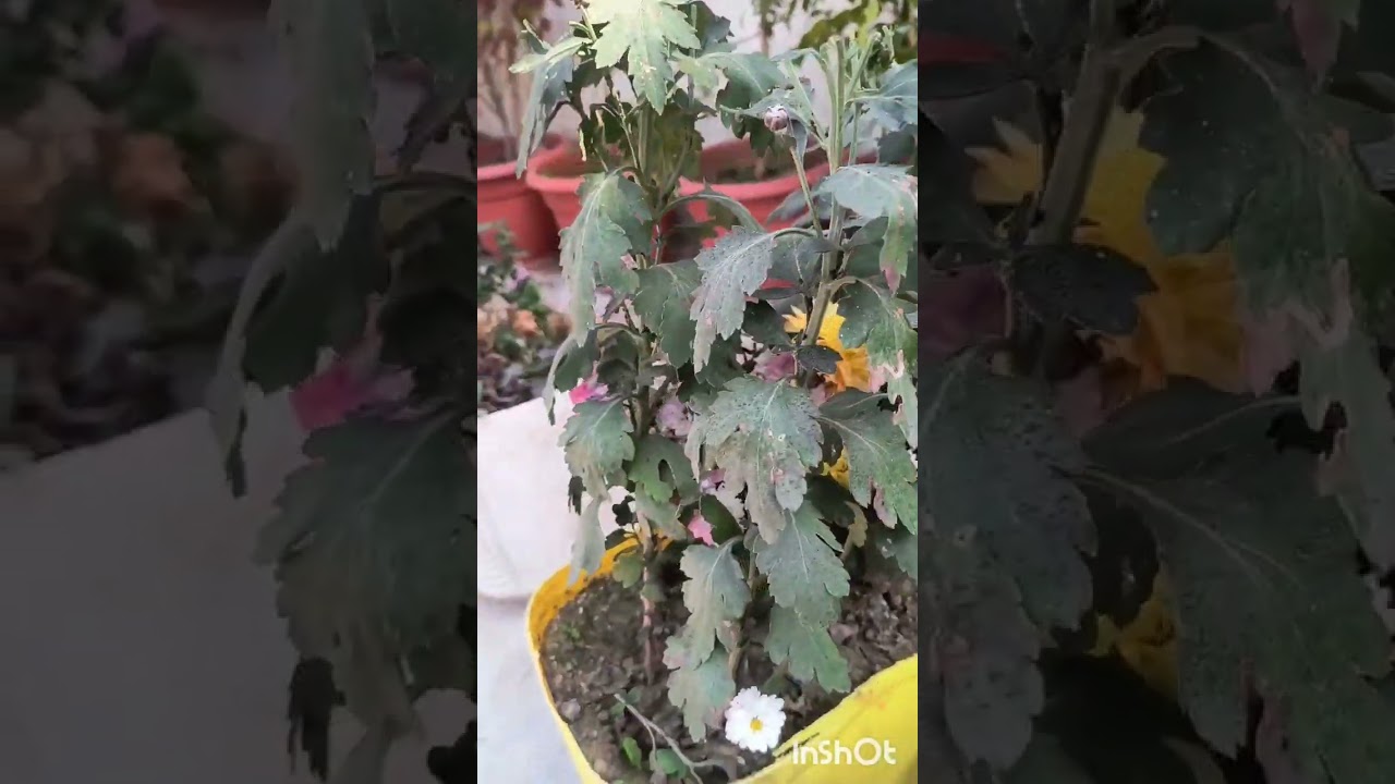 🌼🌸🌸🌷🌹