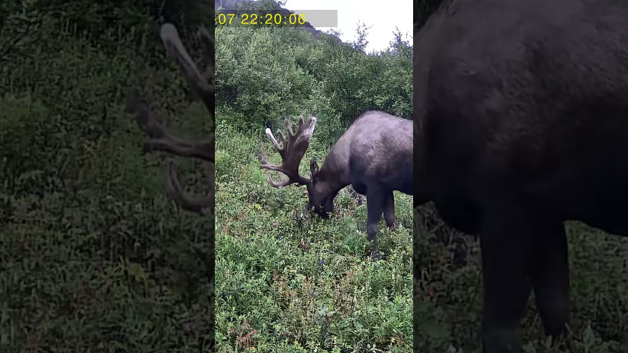 Beautiful Bull Moose