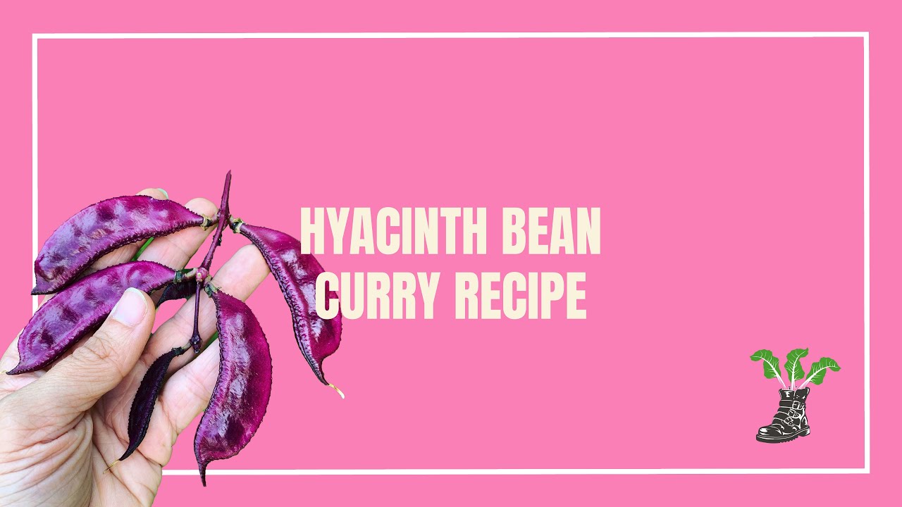 LabLab (Hyancinth Bean) Curry