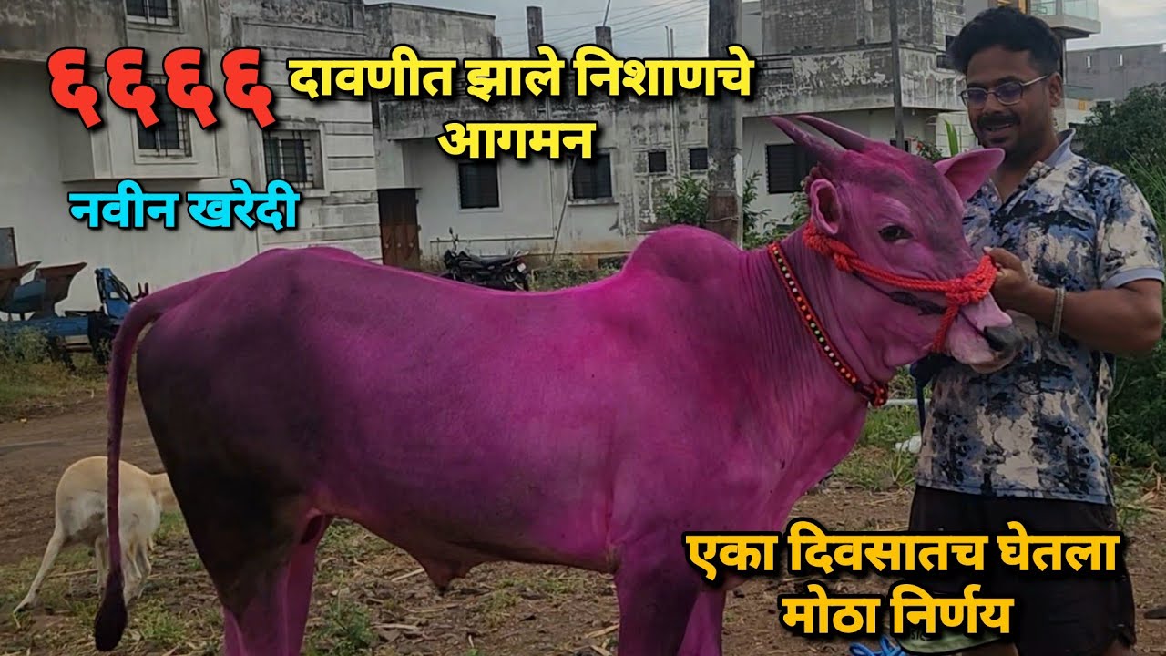 ६६६६ दावणीत झाले निशाणचे आगमन 😍 नवीन खरेदी / एका दिवसातच घेतला मोठा निर्णय | Bailgada Sharyat |