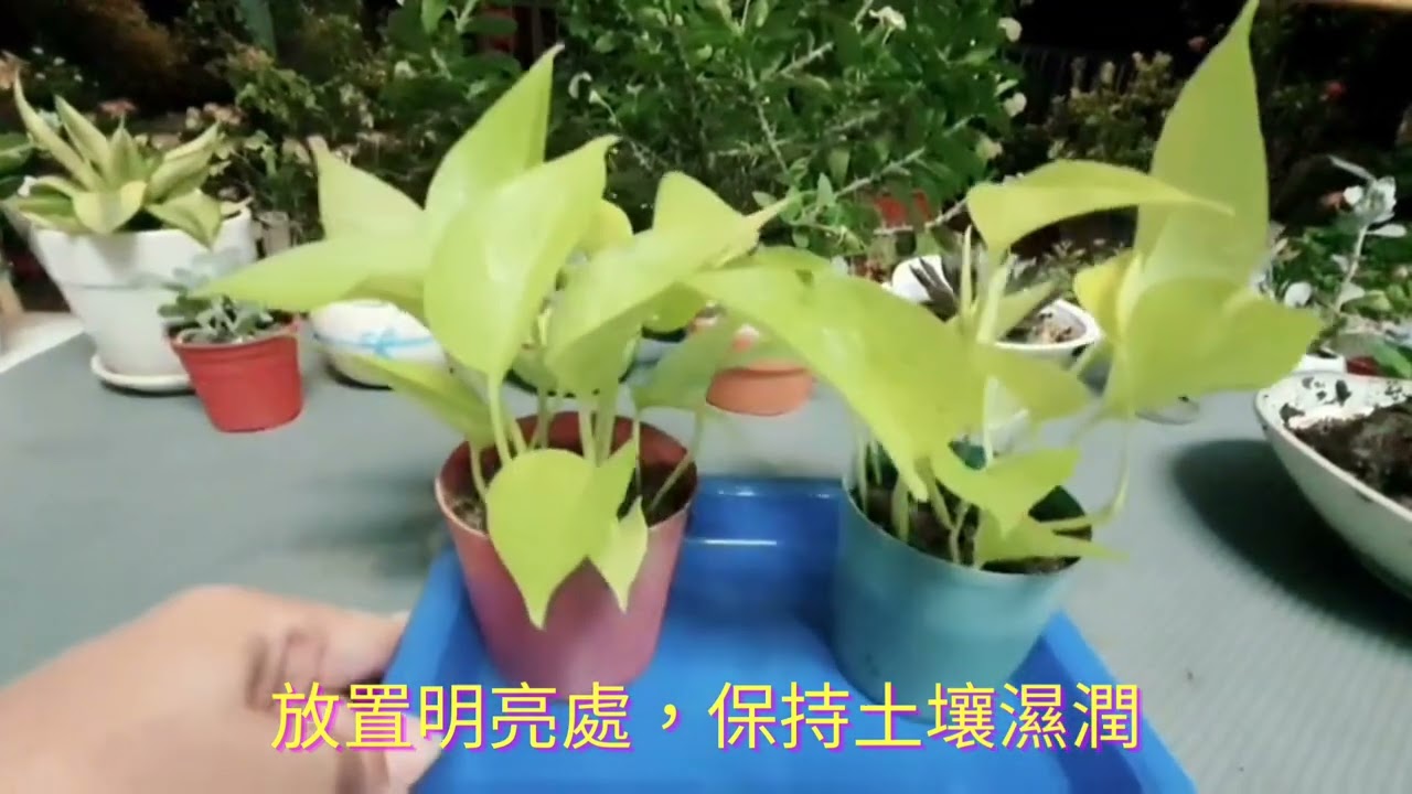 🌱🍃我是這樣繁殖的，每一盆都長得很旺喔~黃金葛 吊蘭 土耕 水栽
