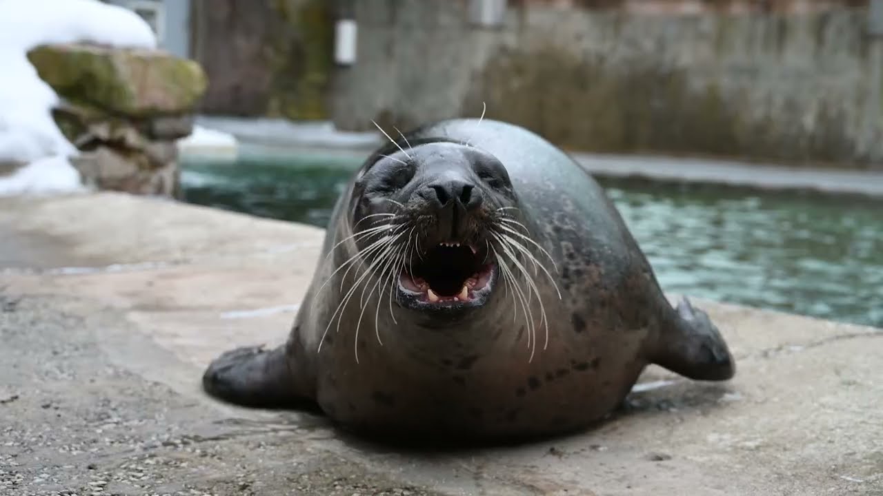 Onion the Seal - transfer to benefit the Species Survival Plan