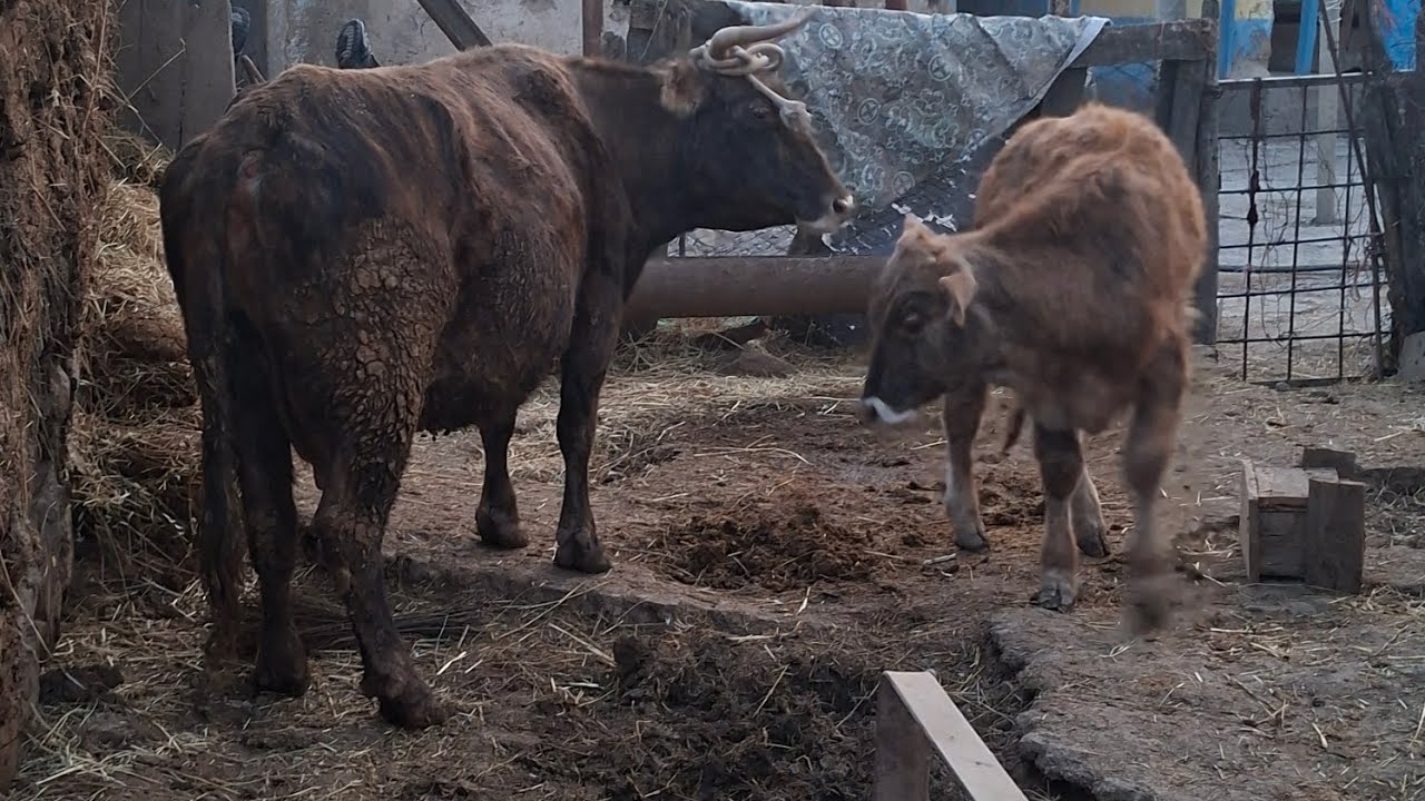 Тарзи мол нигох куни дар хона  маслихатои муфид  барои одамои нав кор