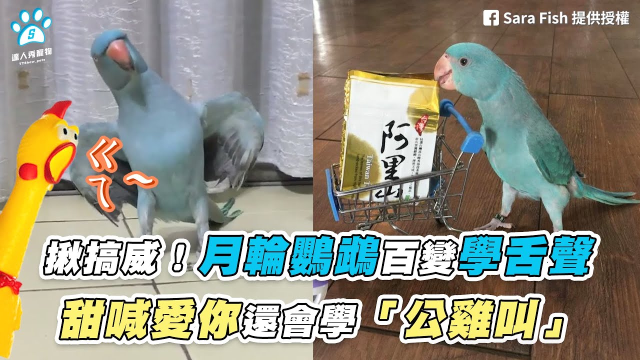 【揪搞威！月輪鸚鵡百變學舌聲 甜喊愛你還會學「公雞叫」】