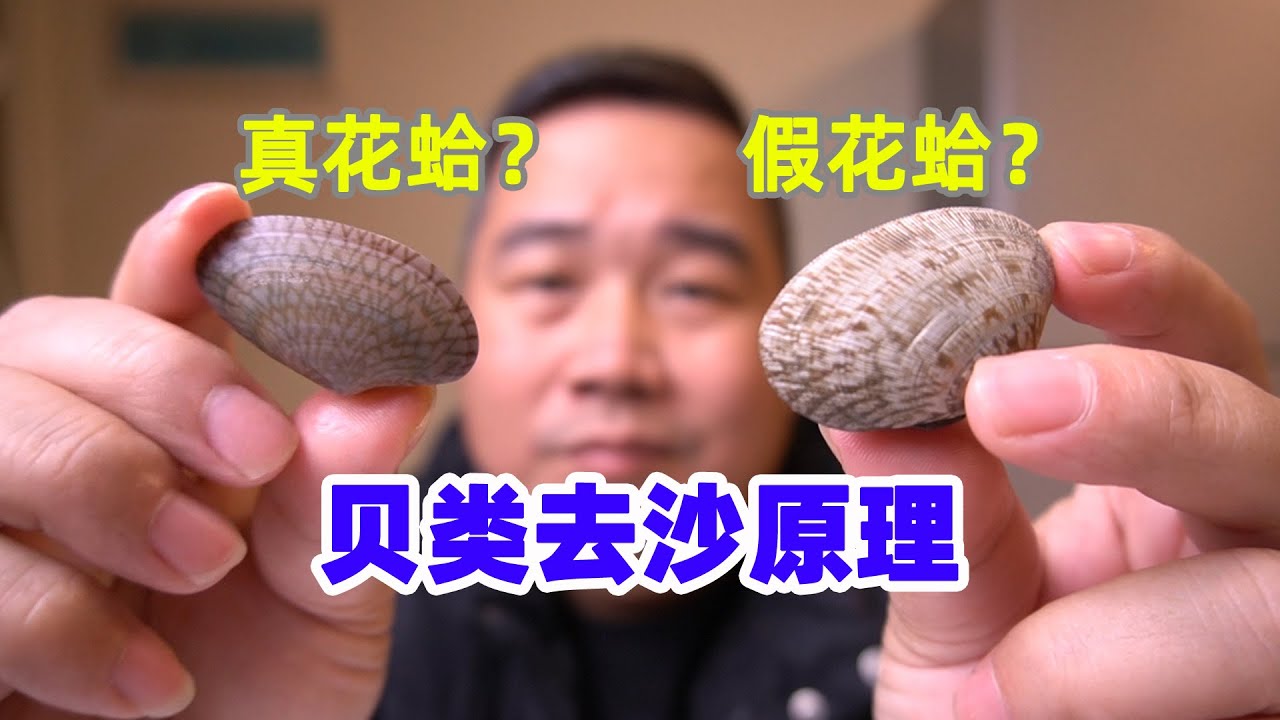 花蛤去沙，您信科学还是信偏方？细说海鲜贝类去沙原理