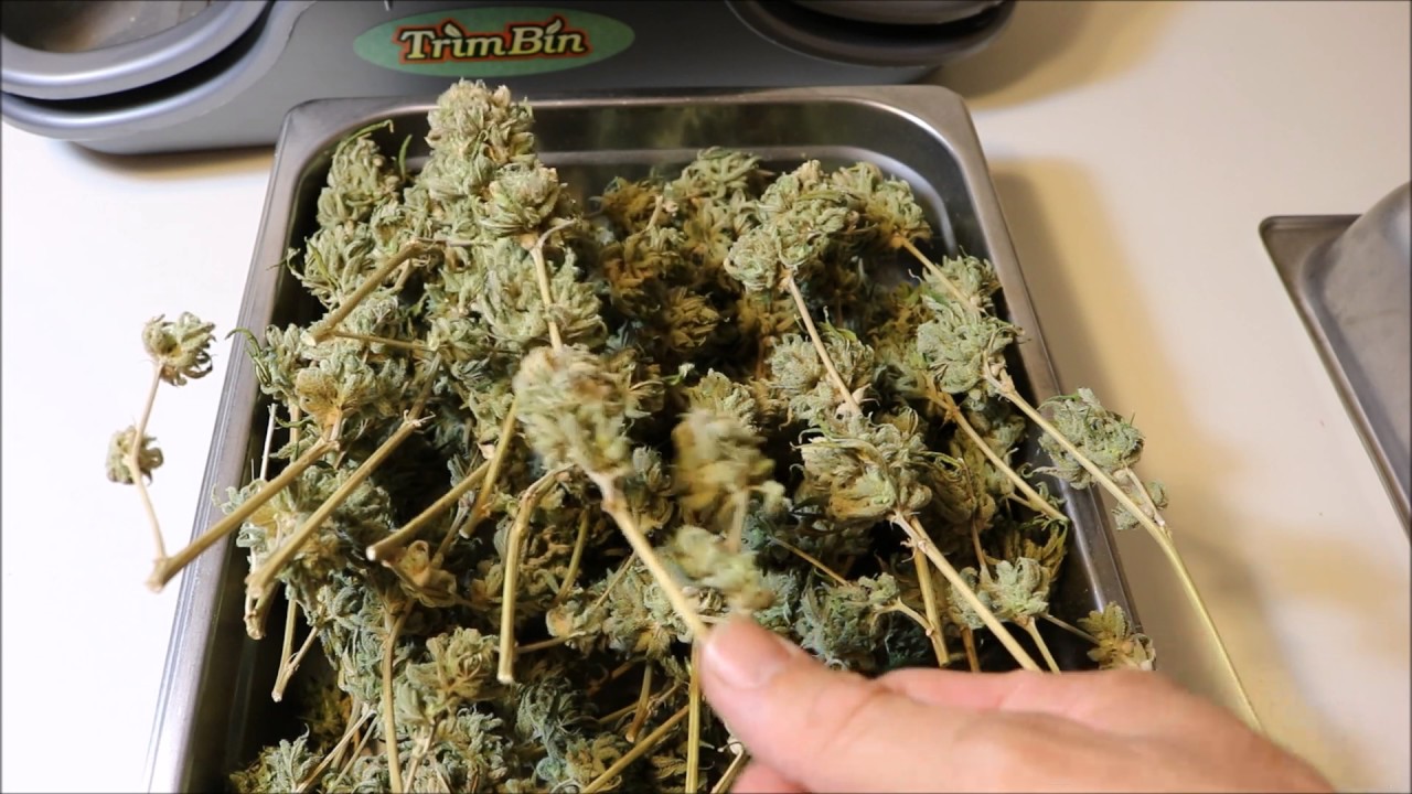 A New Breed of Cannabis (Seed Harvest)