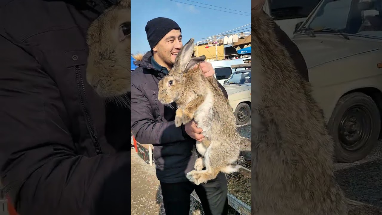 Samarqandagi eng katta uy hayvonlari bozorida qisqacha abzor