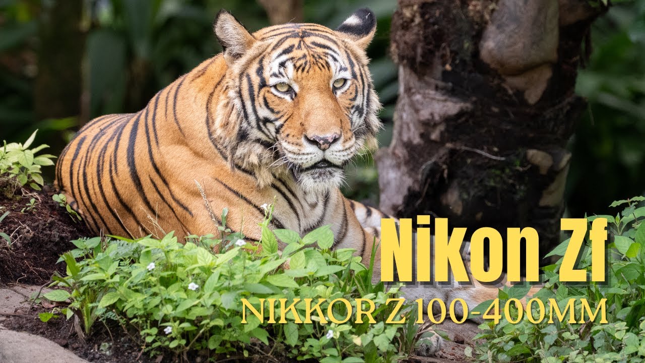 Nikon Zf + 100-400mm Lens Wildlife Shoot at Singapore Zoo