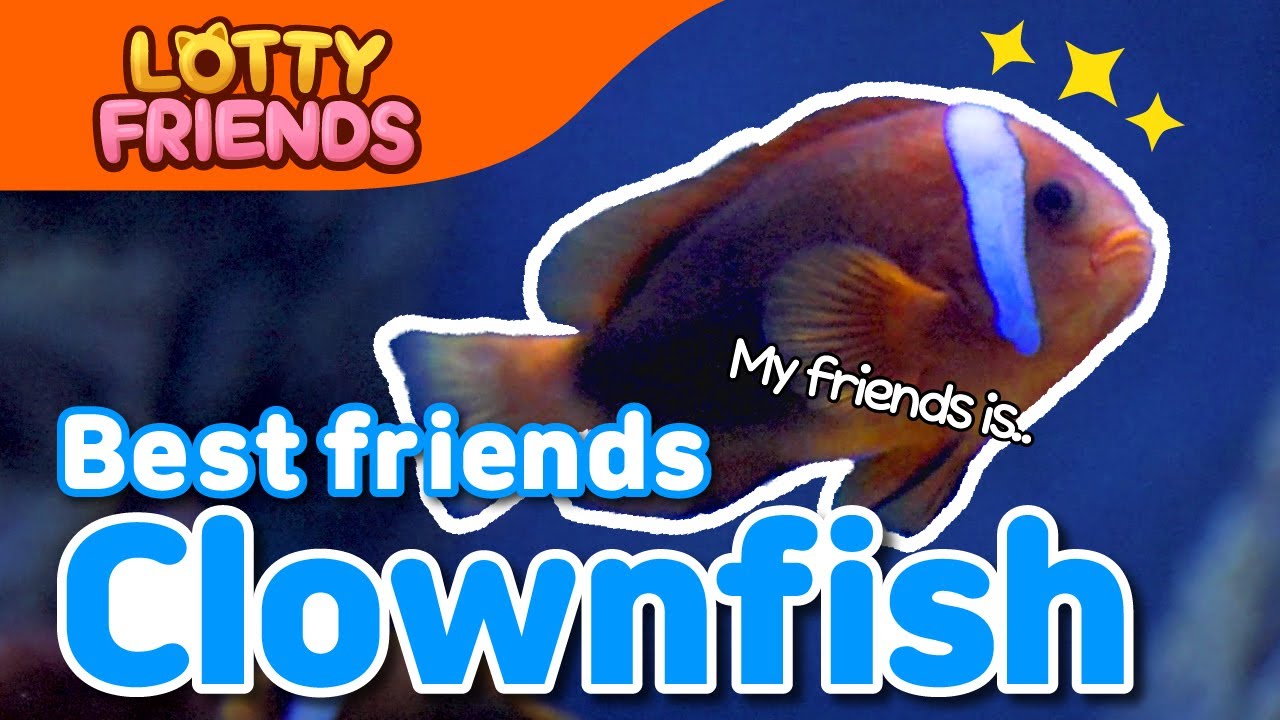 Clownfish🐠 | Kids Songs & Educational Songs | For Kids | Sea Animal Song | Lotty Friends