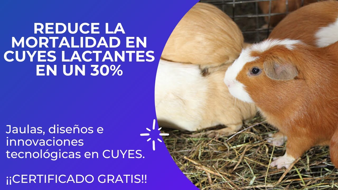 JAULAS, DISEÑO E INNOVACIÓN  PARA CUYES