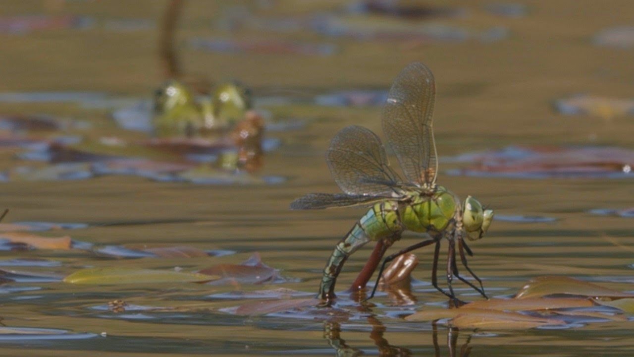 Can frogs and dragonflies be friends? / Können Frösche und Libellen Freunde sein?