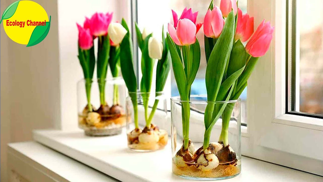 12 Plantas que se Cultivan en el Agua