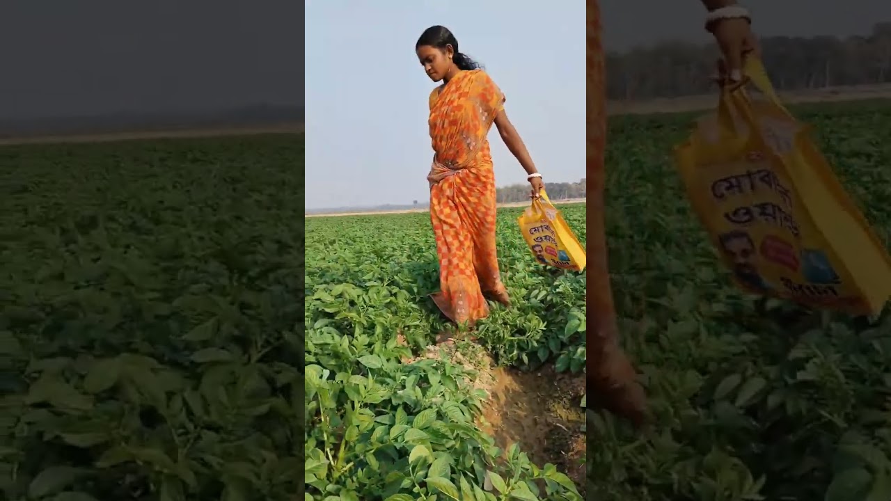 আলু মাঠে বেতো শাক তুলতে গিয়ে ভিডিও করা #video 17.01.2026 3:30 pm