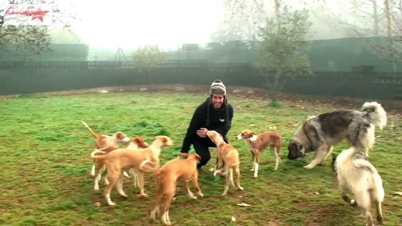 La manada de Borja Capponi (enero de 2013)