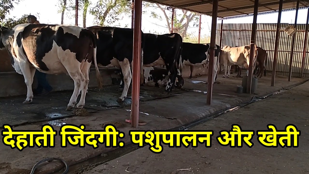 देहाती जिंदगी: पशुपालन और खेती Amit farming vlog daily vlog video village vlog video village vlog
