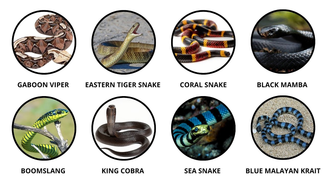 Every Stunningly Beautiful Snake That Can Kill You Explained in 6 Minutes!