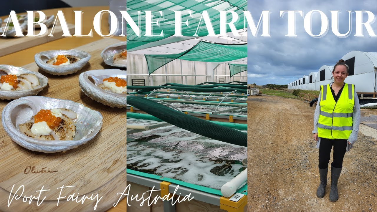 Abalone Farm Tour and Tasting in Port Fairy Australia