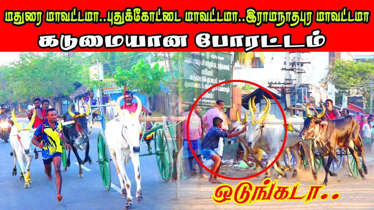 மணமேல்குடி -பெரிய மாடு | 28-02-2022 | #manamelkudi