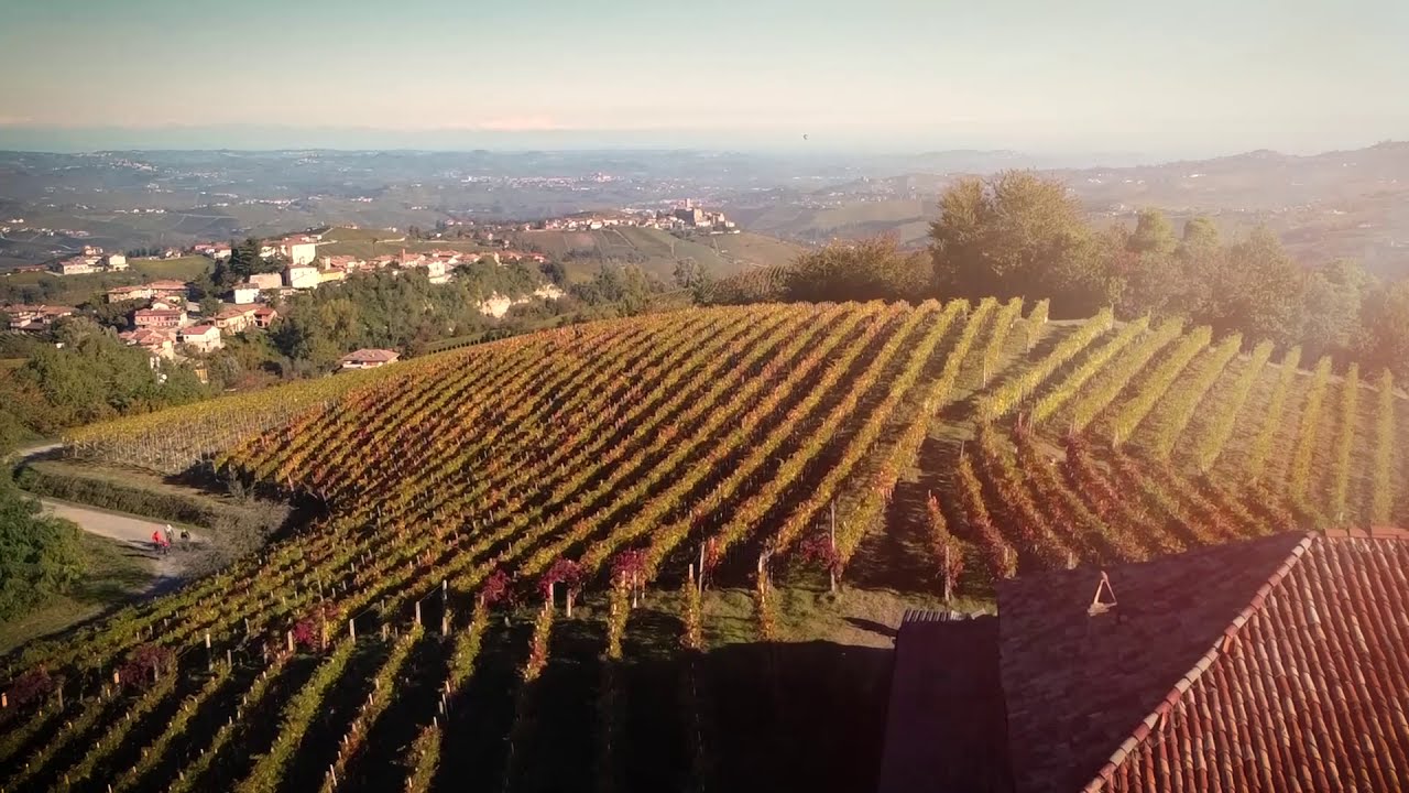 VENDEMMIA 2020 - HARVEST 2020; Manzone Giovanni- Monforte d'Alba